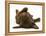 Chesapeake Bay Retriever Dog Pup, Teague, 9 Weeks Old, Rolling on the Ground-Jane Burton-Framed Premier Image Canvas