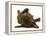 Chesapeake Bay Retriever Dog Pup, Teague, 9 Weeks Old, Rolling on the Ground-Jane Burton-Framed Premier Image Canvas
