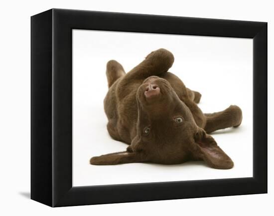 Chesapeake Bay Retriever Dog Pup, Teague, 9 Weeks Old, Rolling on the Ground-Jane Burton-Framed Premier Image Canvas