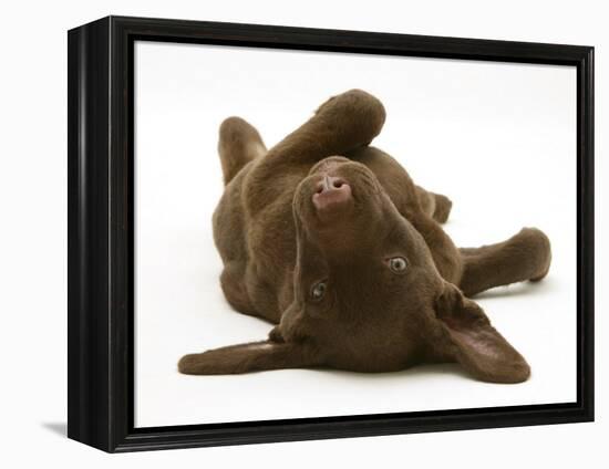 Chesapeake Bay Retriever Dog Pup, Teague, 9 Weeks Old, Rolling on the Ground-Jane Burton-Framed Premier Image Canvas