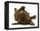 Chesapeake Bay Retriever Dog Pup, Teague, 9 Weeks Old, Rolling on the Ground-Jane Burton-Framed Premier Image Canvas