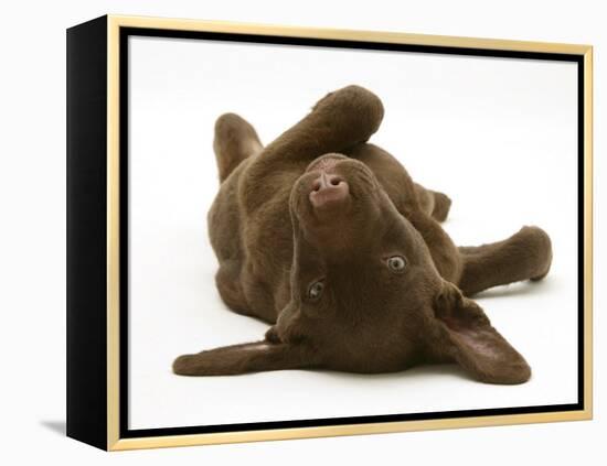 Chesapeake Bay Retriever Dog Pup, Teague, 9 Weeks Old, Rolling on the Ground-Jane Burton-Framed Premier Image Canvas