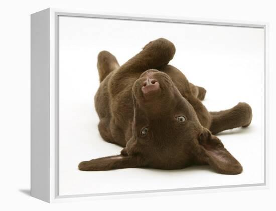 Chesapeake Bay Retriever Dog Pup, Teague, 9 Weeks Old, Rolling on the Ground-Jane Burton-Framed Premier Image Canvas