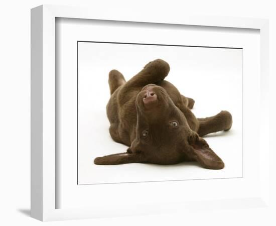 Chesapeake Bay Retriever Dog Pup, Teague, 9 Weeks Old, Rolling on the Ground-Jane Burton-Framed Photographic Print