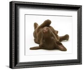 Chesapeake Bay Retriever Dog Pup, Teague, 9 Weeks Old, Rolling on the Ground-Jane Burton-Framed Photographic Print