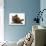 Chesapeake Bay Retriever Dog Pup, Teague, 9 Weeks Old, Rolling on the Ground-Jane Burton-Photographic Print displayed on a wall