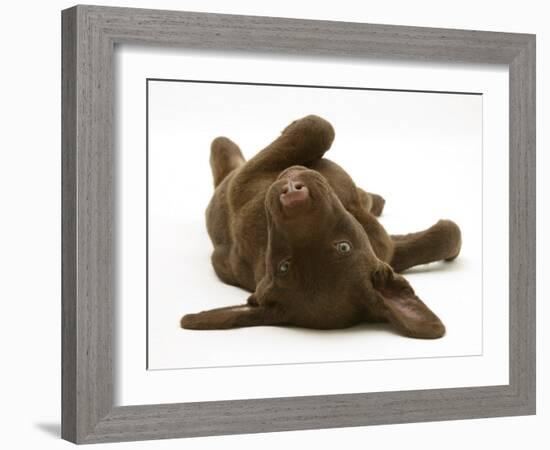 Chesapeake Bay Retriever Dog Pup, Teague, 9 Weeks Old, Rolling on the Ground-Jane Burton-Framed Photographic Print