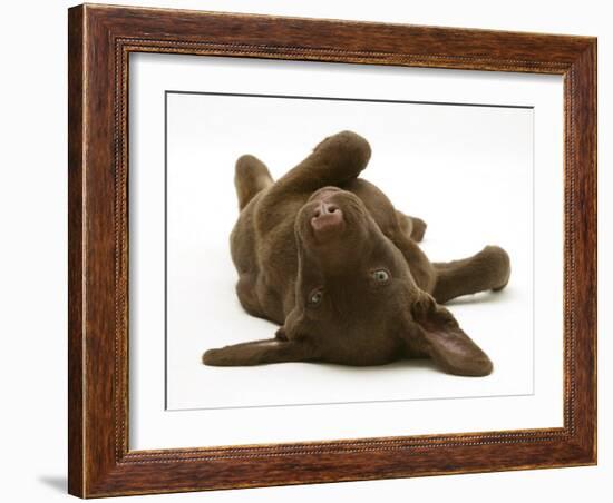 Chesapeake Bay Retriever Dog Pup, Teague, 9 Weeks Old, Rolling on the Ground-Jane Burton-Framed Photographic Print