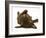Chesapeake Bay Retriever Dog Pup, Teague, 9 Weeks Old, Rolling on the Ground-Jane Burton-Framed Photographic Print