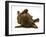 Chesapeake Bay Retriever Dog Pup, Teague, 9 Weeks Old, Rolling on the Ground-Jane Burton-Framed Photographic Print