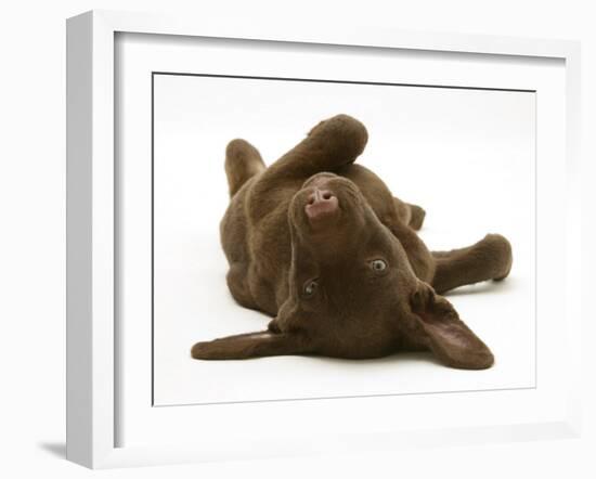 Chesapeake Bay Retriever Dog Pup, Teague, 9 Weeks Old, Rolling on the Ground-Jane Burton-Framed Photographic Print