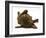 Chesapeake Bay Retriever Dog Pup, Teague, 9 Weeks Old, Rolling on the Ground-Jane Burton-Framed Photographic Print