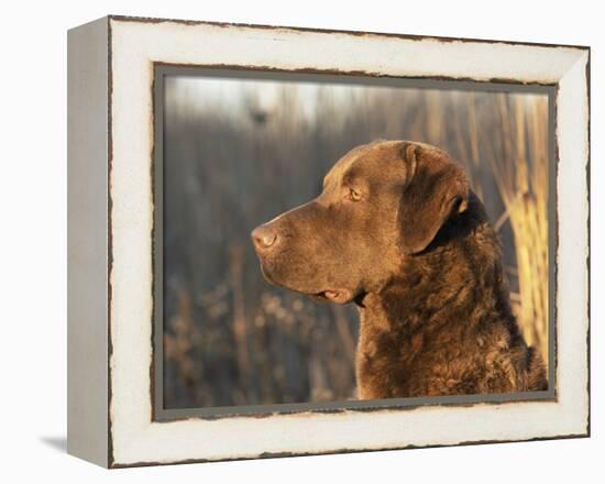 Chesapeake Bay Retriever Dog, USA-Lynn M. Stone-Framed Premier Image Canvas