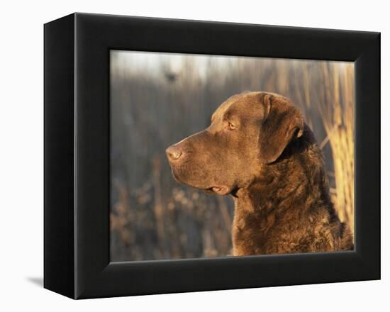 Chesapeake Bay Retriever Dog, USA-Lynn M. Stone-Framed Premier Image Canvas