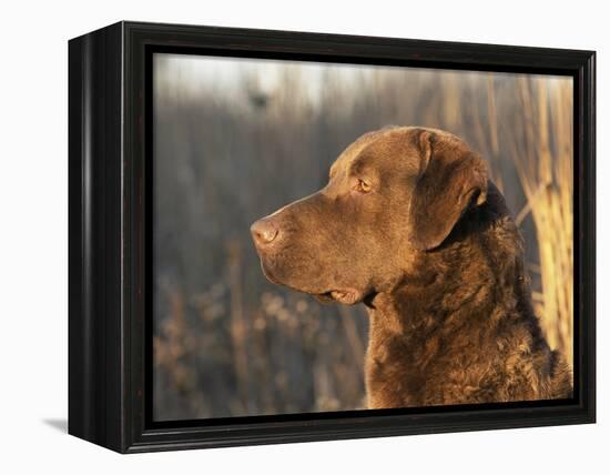 Chesapeake Bay Retriever Dog, USA-Lynn M. Stone-Framed Premier Image Canvas