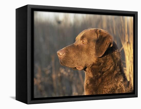 Chesapeake Bay Retriever Dog, USA-Lynn M. Stone-Framed Premier Image Canvas