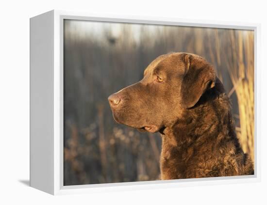 Chesapeake Bay Retriever Dog, USA-Lynn M. Stone-Framed Premier Image Canvas