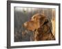 Chesapeake Bay Retriever Dog, USA-Lynn M. Stone-Framed Photographic Print