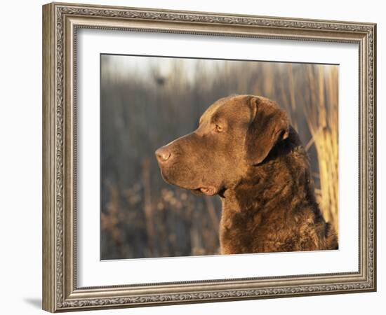 Chesapeake Bay Retriever Dog, USA-Lynn M. Stone-Framed Photographic Print