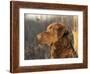 Chesapeake Bay Retriever Dog, USA-Lynn M. Stone-Framed Photographic Print