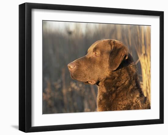 Chesapeake Bay Retriever Dog, USA-Lynn M. Stone-Framed Photographic Print