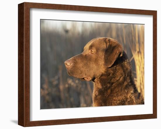 Chesapeake Bay Retriever Dog, USA-Lynn M. Stone-Framed Photographic Print