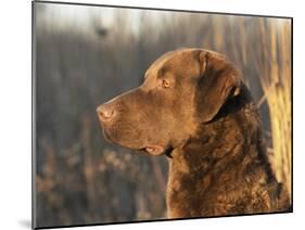 Chesapeake Bay Retriever Dog, USA-Lynn M. Stone-Mounted Photographic Print