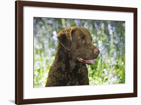 Chesapeake Bay Retriever in Forget Me Nots (Head Shot)-null-Framed Photographic Print