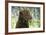 Chesapeake Bay Retriever in Forget Me Nots (Head Shot)-null-Framed Photographic Print