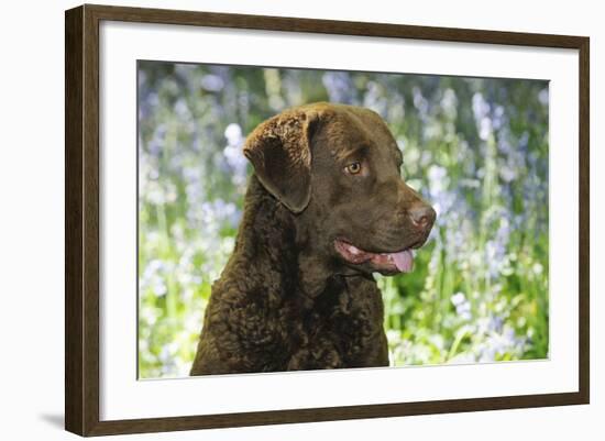 Chesapeake Bay Retriever in Forget Me Nots (Head Shot)-null-Framed Photographic Print