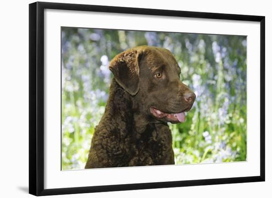 Chesapeake Bay Retriever in Forget Me Nots (Head Shot)-null-Framed Photographic Print