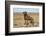 Chesapeake Bay retriever male, Connecticut, USA-Lynn M. Stone-Framed Photographic Print