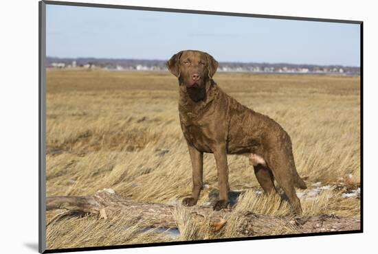 Chesapeake Bay retriever male, Connecticut, USA-Lynn M. Stone-Mounted Photographic Print