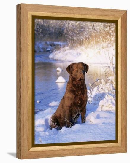 Chesapeake Bay Retriever Sitting in Snow by River, Illinois, USA-Lynn M. Stone-Framed Premier Image Canvas