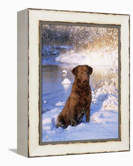 Chesapeake Bay Retriever Sitting in Snow by River, Illinois, USA-Lynn M. Stone-Framed Premier Image Canvas