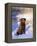 Chesapeake Bay Retriever Sitting in Snow by River, Illinois, USA-Lynn M. Stone-Framed Premier Image Canvas