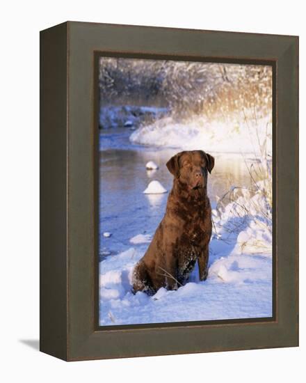 Chesapeake Bay Retriever Sitting in Snow by River, Illinois, USA-Lynn M. Stone-Framed Premier Image Canvas