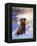 Chesapeake Bay Retriever Sitting in Snow by River, Illinois, USA-Lynn M. Stone-Framed Premier Image Canvas