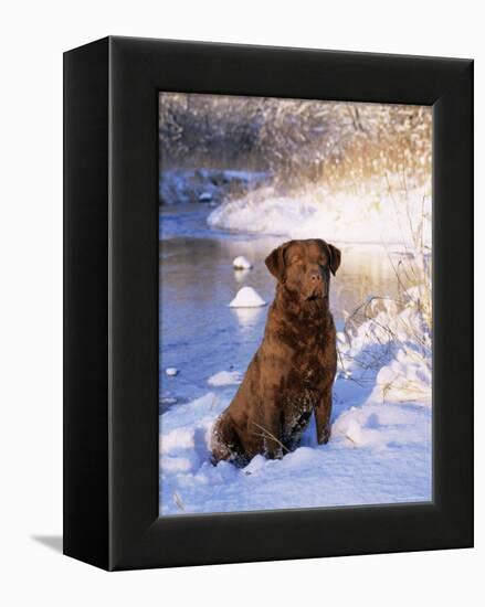 Chesapeake Bay Retriever Sitting in Snow by River, Illinois, USA-Lynn M. Stone-Framed Premier Image Canvas