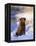 Chesapeake Bay Retriever Sitting in Snow by River, Illinois, USA-Lynn M. Stone-Framed Premier Image Canvas