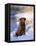 Chesapeake Bay Retriever Sitting in Snow by River, Illinois, USA-Lynn M. Stone-Framed Premier Image Canvas