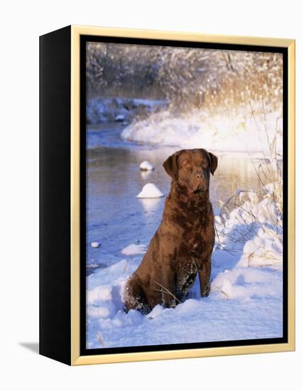 Chesapeake Bay Retriever Sitting in Snow by River, Illinois, USA-Lynn M. Stone-Framed Premier Image Canvas