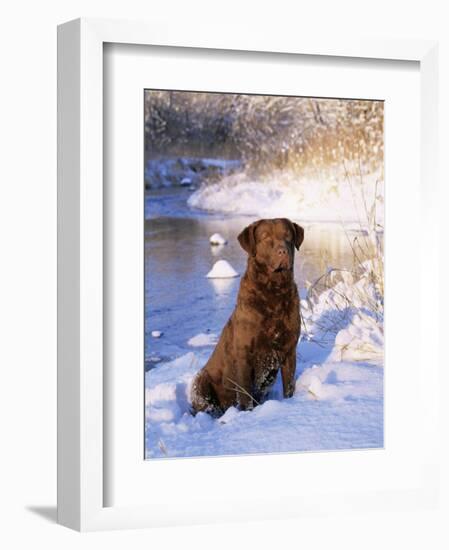 Chesapeake Bay Retriever Sitting in Snow by River, Illinois, USA-Lynn M. Stone-Framed Premium Photographic Print