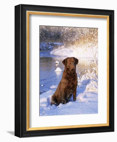 Chesapeake Bay Retriever Sitting in Snow by River, Illinois, USA-Lynn M. Stone-Framed Premium Photographic Print