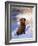 Chesapeake Bay Retriever Sitting in Snow by River, Illinois, USA-Lynn M. Stone-Framed Photographic Print