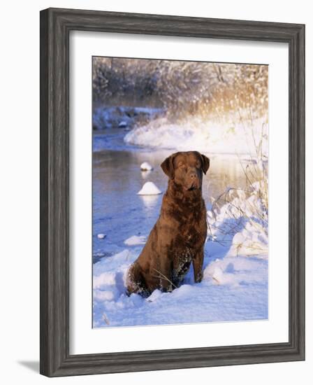 Chesapeake Bay Retriever Sitting in Snow by River, Illinois, USA-Lynn M. Stone-Framed Photographic Print