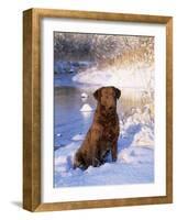Chesapeake Bay Retriever Sitting in Snow by River, Illinois, USA-Lynn M. Stone-Framed Photographic Print