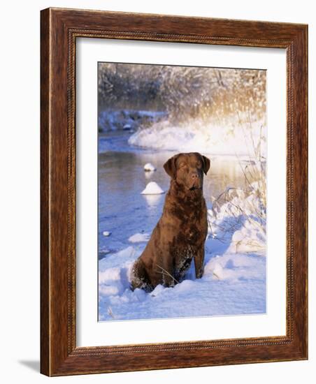 Chesapeake Bay Retriever Sitting in Snow by River, Illinois, USA-Lynn M. Stone-Framed Photographic Print