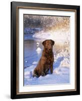 Chesapeake Bay Retriever Sitting in Snow by River, Illinois, USA-Lynn M. Stone-Framed Photographic Print