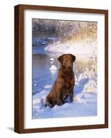 Chesapeake Bay Retriever Sitting in Snow by River, Illinois, USA-Lynn M. Stone-Framed Photographic Print